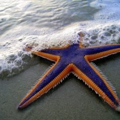 morskia-zvezda