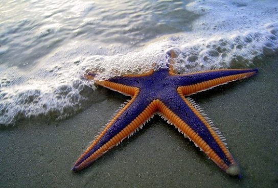 Картинки морской звезды