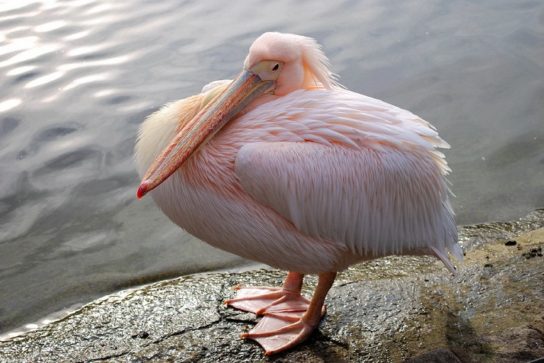 Сообщение о розовом пеликане