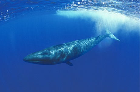 Сельдяной кит