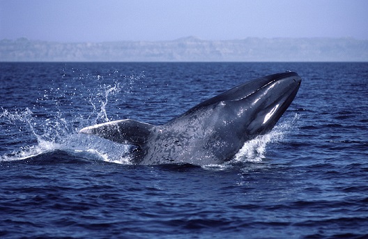 Синий голубой кит