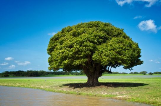 Как быстро растут деревья