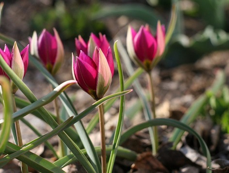 Фото карликового тюльпана
