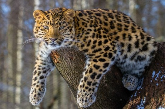 Как размножается амурский леопард