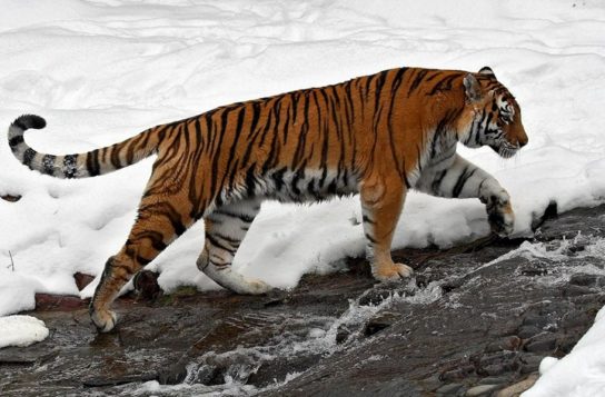 Фото амурского тигра