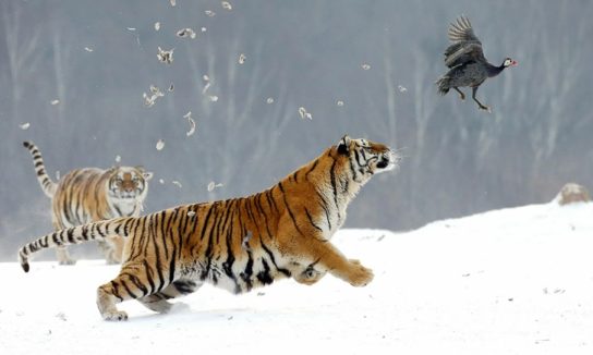 Чем питается амурский тигр
