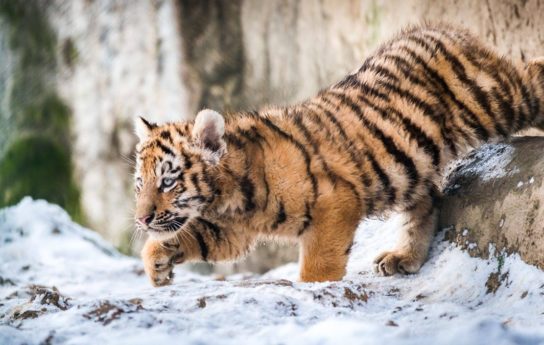 Причины исчезновения амурского тигра