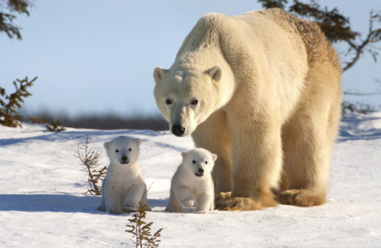Животные Северного Полюса - список с фото и названиями