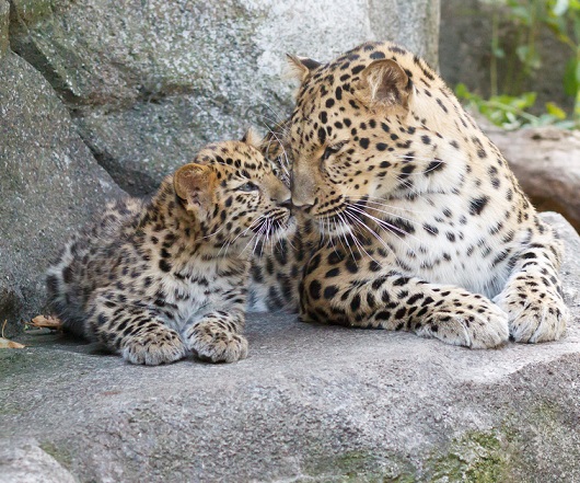 дальневосточный леопард с детенышем