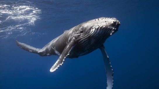 фото горбатого кита