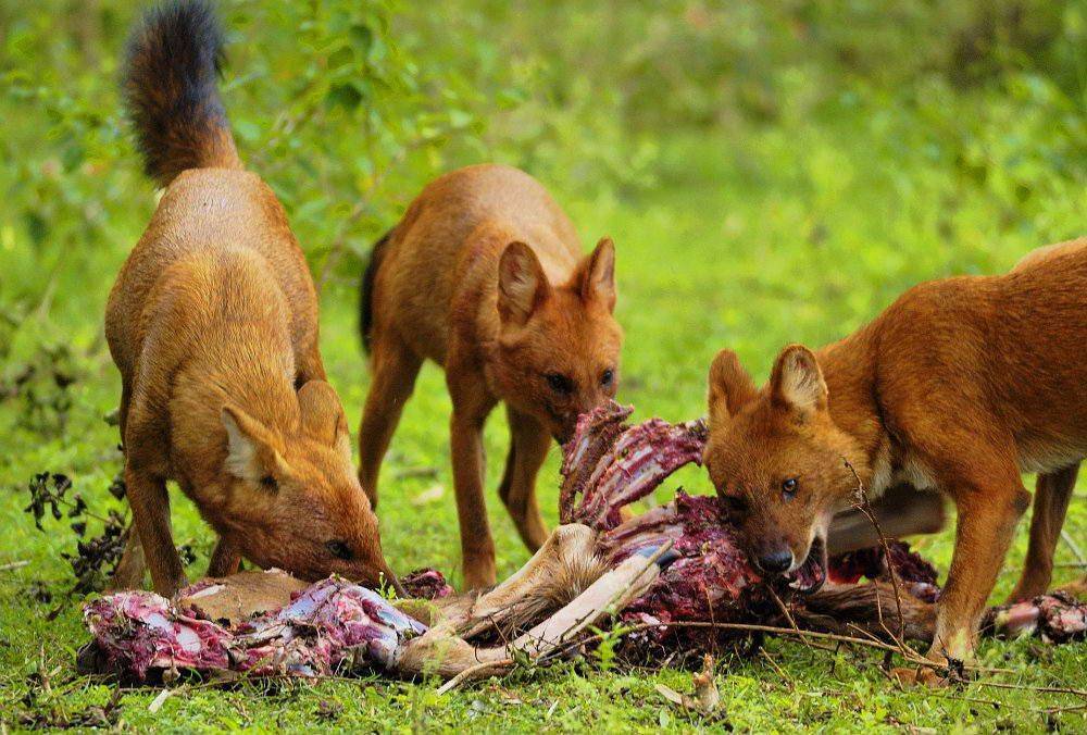 Рацион хищников. Красный волк. Красный волк cuon Alpinus. Гривистый волк. Красный (горный) волк или cuon Alpinus.