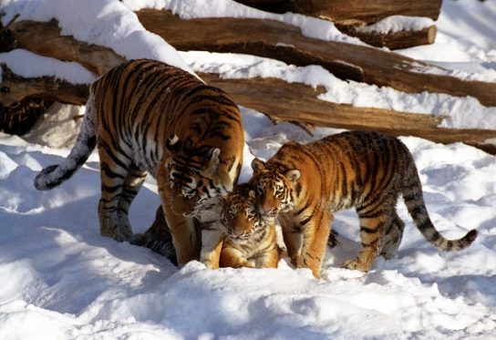 Фото уссурийского тигра из красной книги