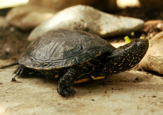 Черепахи Виды И Названия С Фото