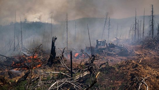 последствия лесного пожара