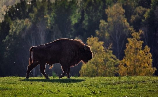 Реферат: Американский бизон