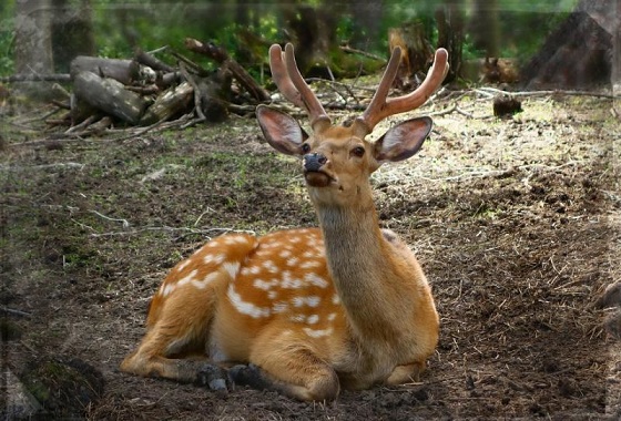 Жук олень фото красная книга