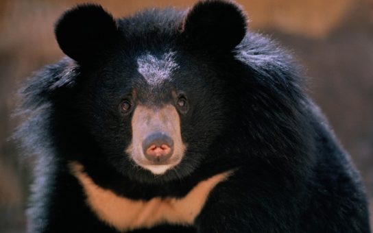 Характеристика гималайского медведя