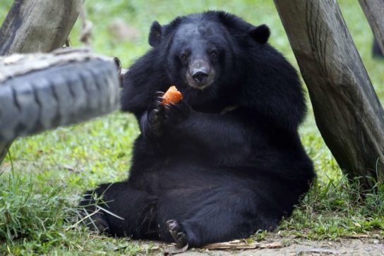 Чем питается гималайский медведь