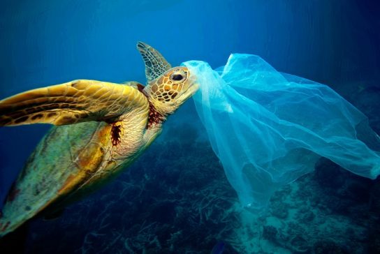 Загрязнение Мирового океана проблема для морских черепах