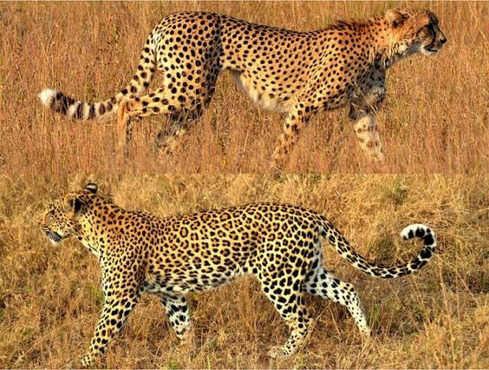 Отличия Гепарда и Леопарда: сравнительная таблица, фото