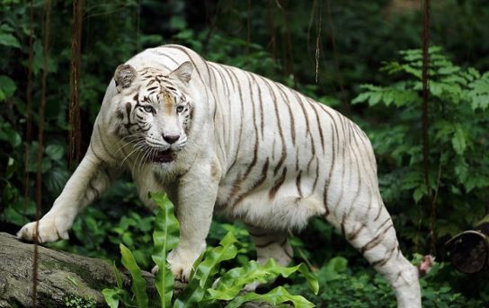 фото белого тигра