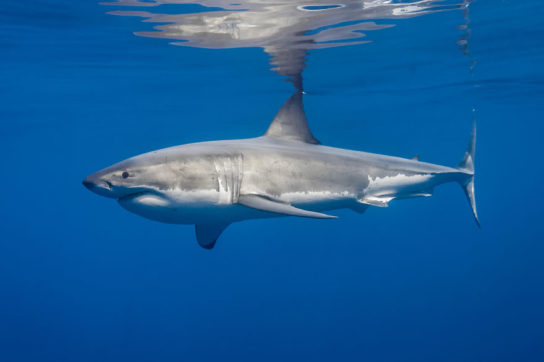 Как размножается белая акула