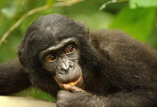 Фото бонобо