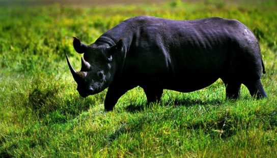Краткое сообщение о носороге
