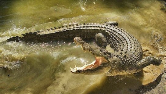 Как размножается гребнистый крокодил