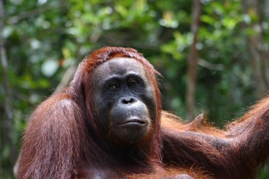 kalimantanskiy orangutang