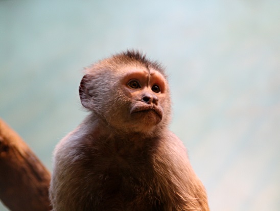 Породы обезьян фото с названиями на русском языке