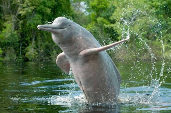 kitayskiy rechnoi delfin