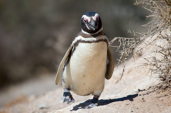 Как выглядит магелланов пингвин
