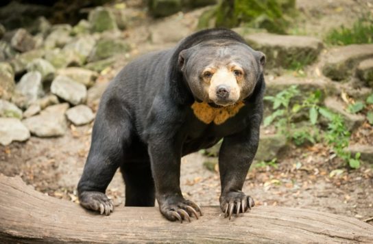 Малайский медведь - описание