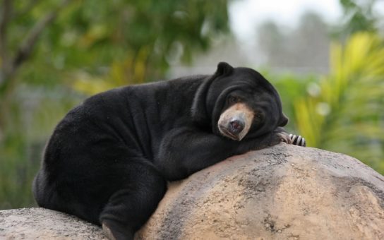 Малайский медведь - внешний вид