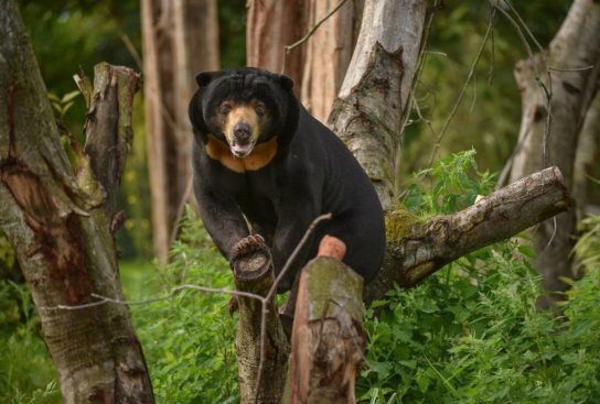Малайский медведь - образ жизни