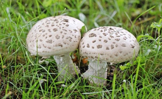 Мухомор белый - съедобный гриб