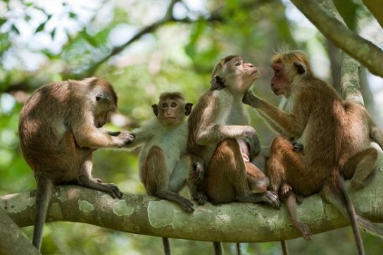 Образ жизни обезьян