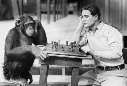 Интеллект обезьяны