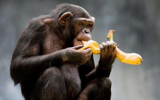 Питание обезьян