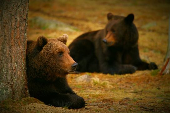 Образ жизни медведей