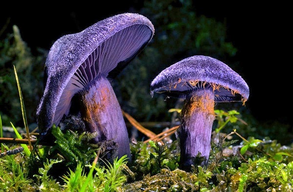 Ядовитые грибы ярославской области фото и описание
