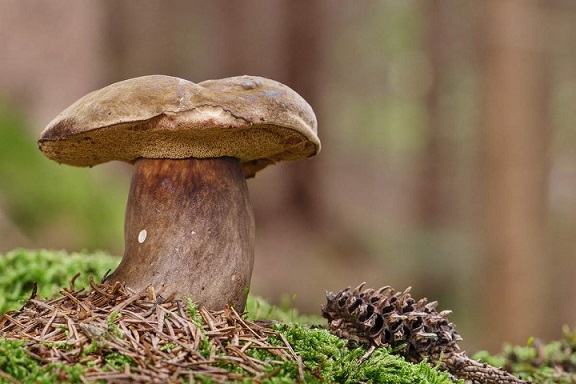 Редкие грибы из красной книги россии фото и названия и описание внешности
