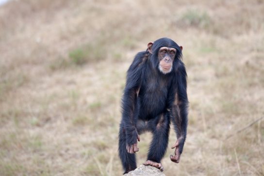 Где обитают шимпанзе