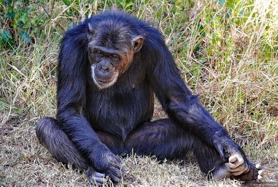 shimpanze obyknovenniy