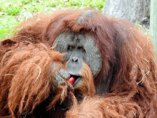 sumatranskiy orangutan