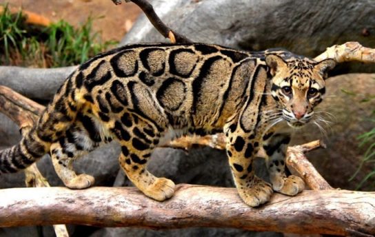taivanskiy dymchatiy leopard