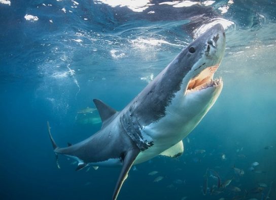 Сколько существует видов акул