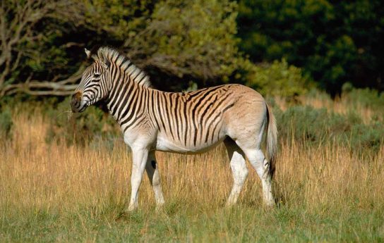 zebra kvagga
