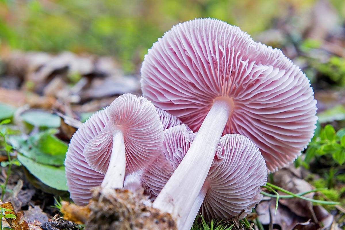 Розовый гриб. Mycena rosea. Мицена розовая. Гриб Мицена розовая. Несъедобные грибы Мицена.